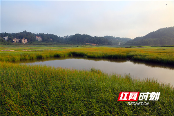 金秋十月，秋色正浓。地处湖南省娄底市新化县的龙湾国家湿地公园自然风光也因时而变，尤其广阔的河畔滩涂，水草丰茂，一望无际，俨然塞北大草原。流云一般的草地被秋风吹拂，或灿烂如金、或翠绿如玉，或金绿相溶，为这江南水乡平添了与以往迥然不同的“草原”风光。