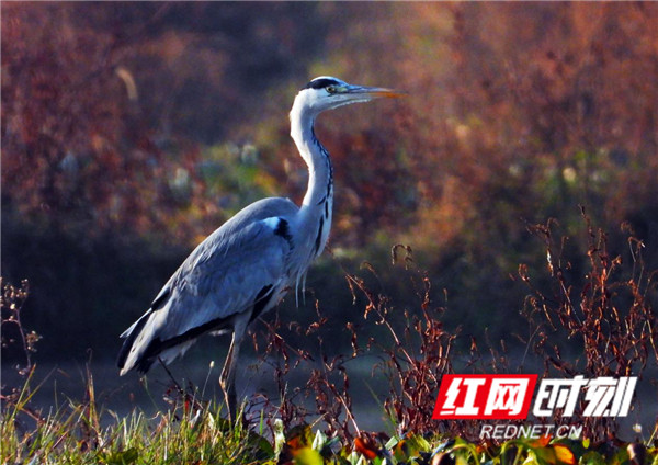 浅岸苍鹭晨光（廖永华 摄）