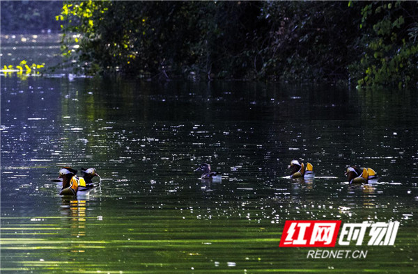 碧水鸳鸯河畔（陈烨 摄）
近年来，新化县龙湾国家湿地公园管理处严格按照《国家湿地公园试点验收（试行）办法》及其评估评分标准，坚持“全面保护、科学修复、合理利用、持续发展”的基本原则，以打造湿地景观和生态文化景观相结合的国家湿地公园为目标，强力开展禁渔禁捕工作，大力实施公园环境卫生整治，扎实推进各项试点建设工作任务，以高分通过了国家林草局的验收，2019年，正式成为“国家级湿地公园”，并在全省湿地公园质量管理评估中列为“优秀单位”。（文/廖永华 图/陈烨 刘峰 段放鸣 刘敏 丁心 廖永华）