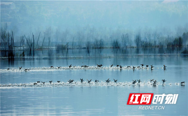 鹈鹕踏浪竞渡（段放鸣 摄）