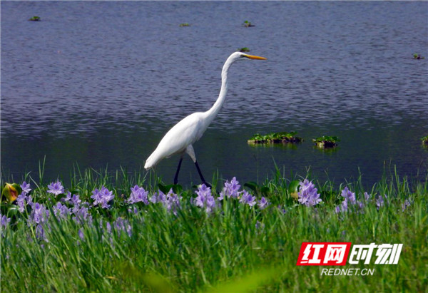 龙湾国家湿地公园位于娄底市新化县，是我国南方典型的河流-湖泊-森林复合型湿地，规划总面积2504.9公顷，在蓄洪防旱、降解污染、调节气候、保护生物多样性方面发挥着极其重要的作用。开展建设试点以来，人居环境与自然环境协调发展，景区自然风光一天比一天迤俪动人。（廖永华）