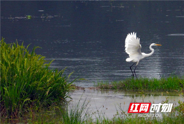 　　八月，秋意渐浓。龙湾国家湿地公园风光也因时而变，尤其是核心景区“晚坪湖”“礼溪湖”，稻海泛金、莲荷飘香、水草丰茂，宛如一幅色彩浓厚的油画，光彩动人。芳草萋萋之畔、稻香荷影之间，“各鹭”来客竞相“展示”，白鹭、池鹭、灰鹭、蓝鹭……或盘旋起舞，或嬉戏觅食，或停㮩水边，让这幅充满诗意的生态画卷，充满了生机和活力，宛如人间仙境。