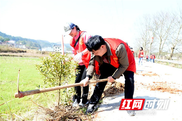 红网时刻娄底3月10日讯（通讯员 李烨 曹景 刘霞）3月8日，第112个三八国际妇女节，双峰县人民医院乡村振兴办、妇委会、行政支部等组织医院 “和森红”志愿者，赴荷叶镇豪胜村开展植树活动，弘扬绿色文明，助力乡村振兴。26名“和森红”，当天共种植桂花、茶花、红叶石楠等观赏植物160株。