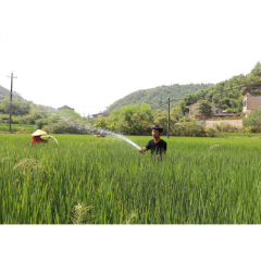 娄星区多措并举强灌溉 积极抗旱润民心