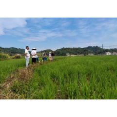 74小时的“救命水“——涟源市金铃村抗旱实记