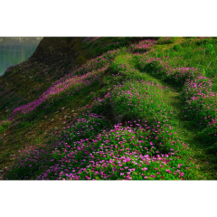 大美娄底 | 四月龙湾 花海迷人