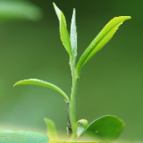 组图｜奉嘎山里寻新茶