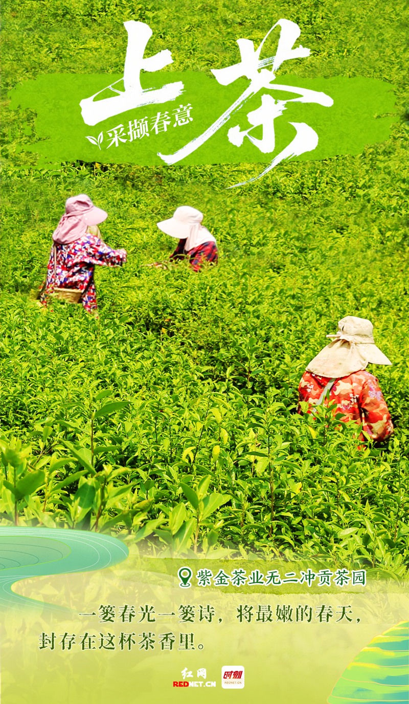 采茶D.jpg