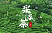 视频丨新化奉嘎山：一叶兴产业 茶香润乡村