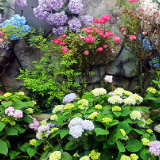 视频｜娄星区第五届绣球花展在凤凰山庄启幕  “十二花神”巡游赴夏约
