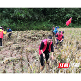 【湘西】吉首税务：金秋助农忙 颗粒尽归仓