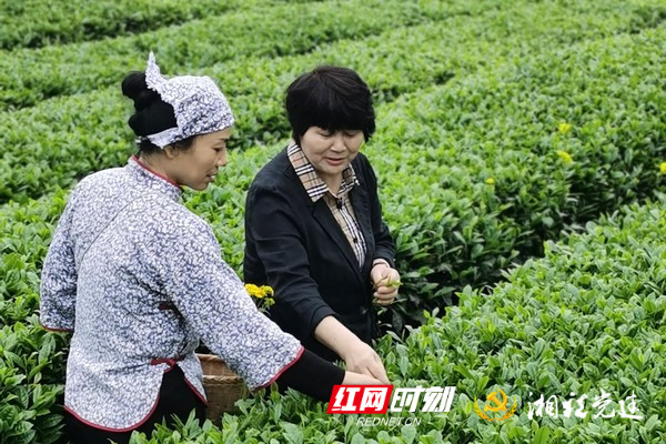 常德鼎城税务：税花助农采茶香 茶园绽放“她力量”