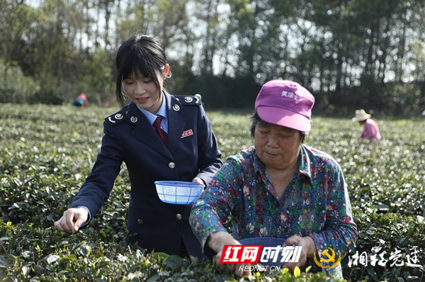 株洲茶陵税务：上春山 采春茶 税惠助农促增收