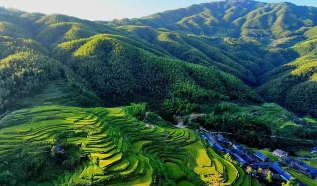 怀化鹤城税务：守护绿野，耕耘乡村振兴梦