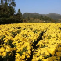 醴陵税务：服务送上门 花海香更浓