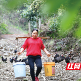 大山里走出养殖明星，搭建直播间线上“带货”农产品