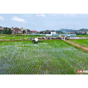 稻田新攻防③l一个电话招来“无人机天团”——湖南统防统治“正规军”如何打虫除草