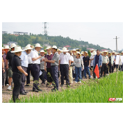 稻田新攻防②|插秧除草“一次过”，无人机撒药肥“精准投喂”——新科技降维打击杂草