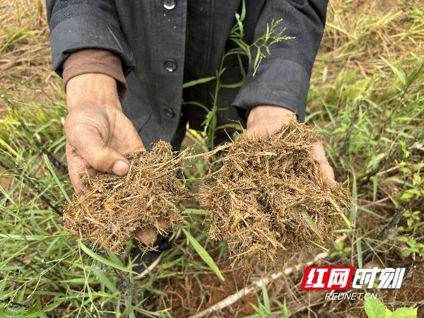 益阳市赫山区：秸秆变沃土 田垄添新绿