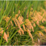 好种出好粮 湖南发布2024年水稻种植推荐品种