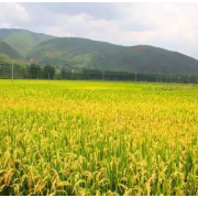湖南省农业农村厅：运用法治思维和法治方式 推动全省农业农村高质量发展
