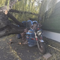 大风吹倒树木砸伤路人 | 大风来袭 如何防御？