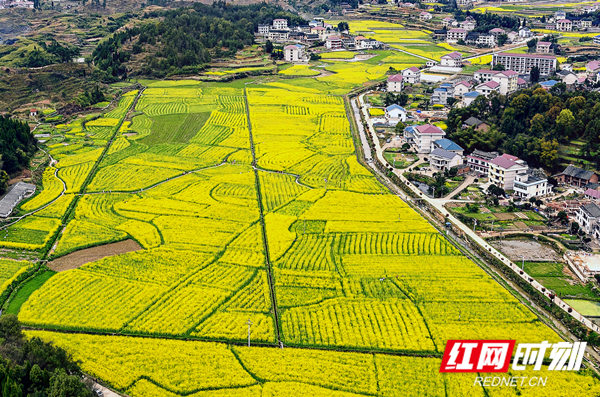 《油菜花开春满园》  曾利仁  摄