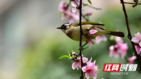 《鸟语花香》 谭俊山  摄