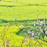 视频｜一场春天的约会 双峰花之缘油菜花节拉开帷幕