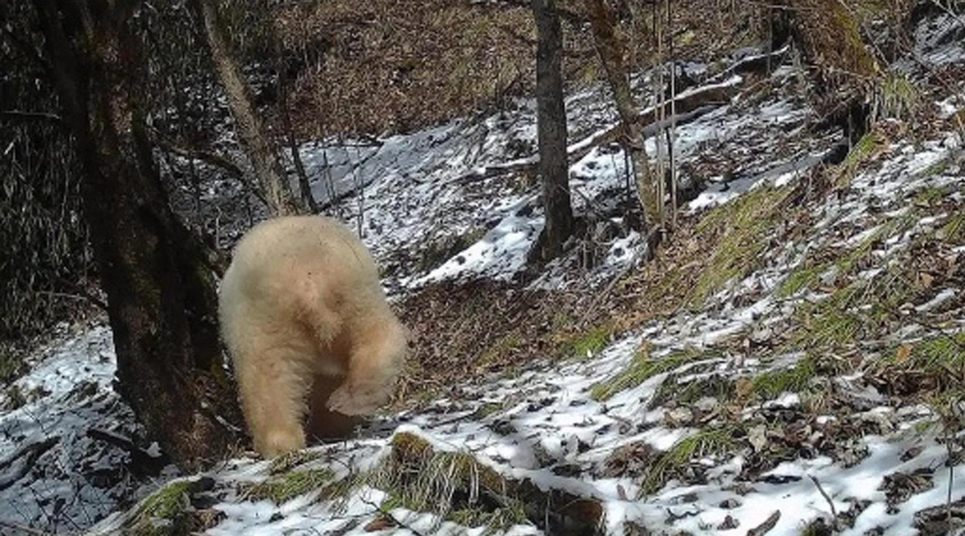 红眼白色大熊猫再次现身