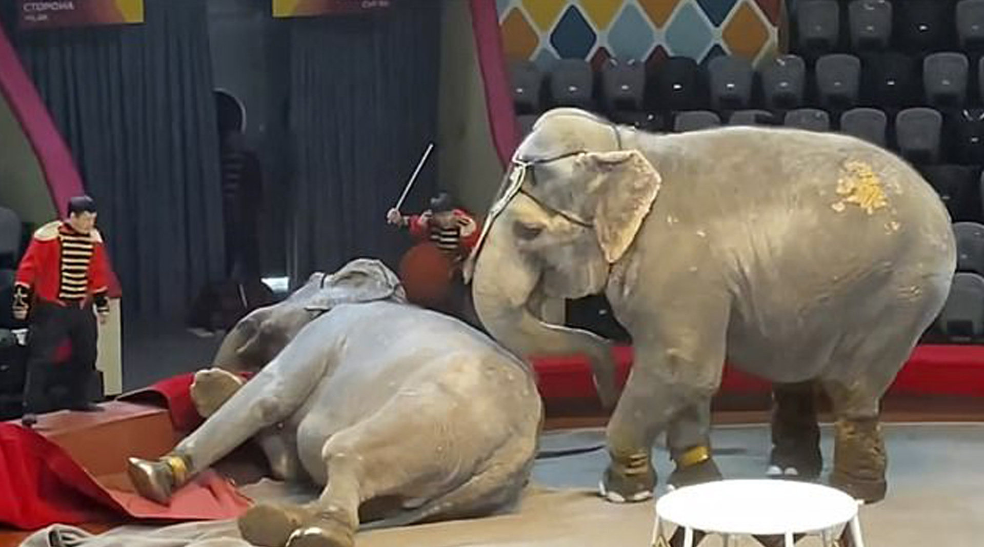 真象扑俄罗斯马戏团俩大象打架观众吓坏了