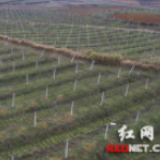 扶贫龙头企业，就是带动群众致富的“龙头”