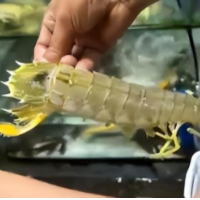 舆评 | 4只皮皮虾1035元,只说“没问题”恰恰有问题