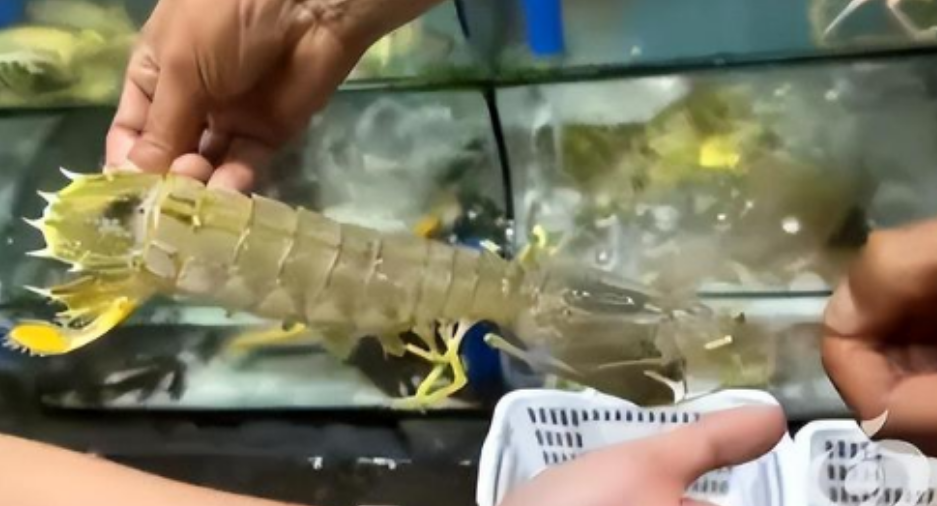 4只皮皮虾1035元，只说“没问题”恰恰有问题