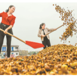 油茶产业，群众致富的“绿色银行”