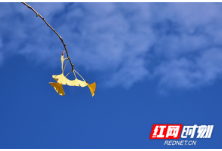 邵阳湘郡铭志学校：醉美银杏泛黄时 