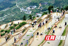 山背梯田景区举办首届插秧节