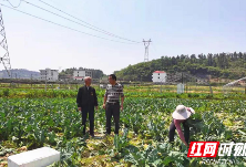 新邵杨鹏：蘑菇撑起致富梦