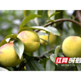 隆回大水洞村：黄桃初熟 销售成难题