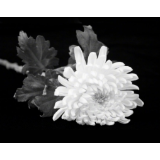 全国各地沉痛哀悼深切缅怀江泽民同志