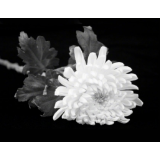 全军官兵深切悼念江泽民同志