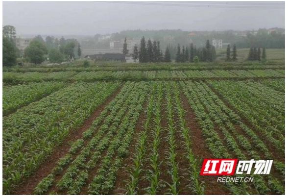 武冈：大力推广大豆玉米“带状复合种植模式”