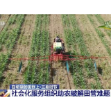 在希望的田野上·三夏时节 | 社会化服务组织助农破解田管难题