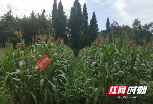 武冈高船岭村：玉米大豆带状复合种植 助力村民增收