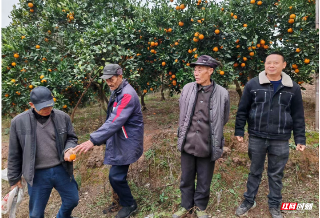 “慢火车春梅服务队”联系外地客商上门收购柑橘 为全村服务 温暖到家