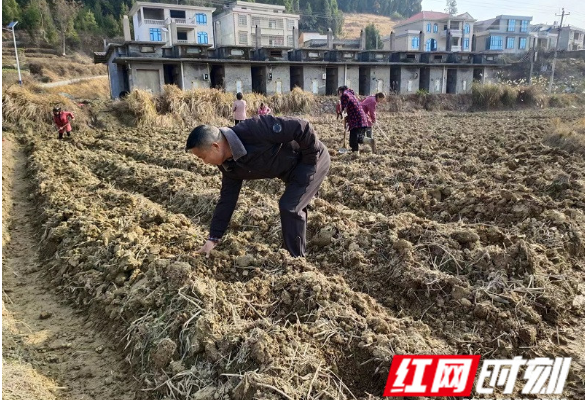 不负春光不负农 隆回县西洋江镇烤烟生产育秧备耕忙