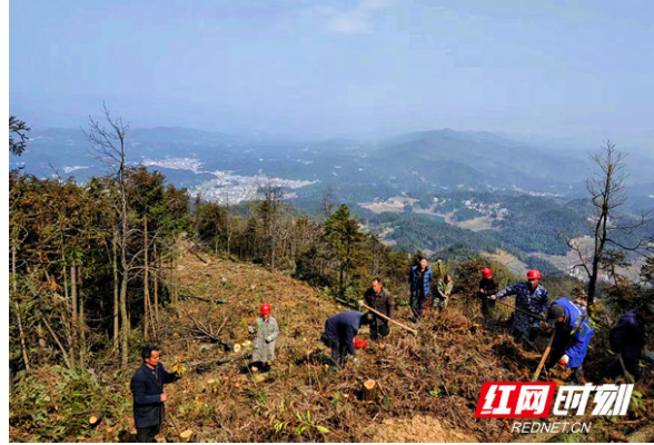 用魔法来打败魔法！隆回拟用19.8万株木荷编织55公里防火林带