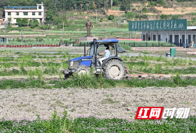 隆回超级稻高产攻关基地百亩紫云英美了乡村又肥田