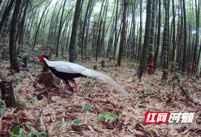 邵阳县生物多样性保护再传佳绩