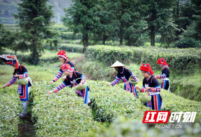 穿越历史来品茶